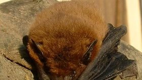Překvapení: V Umrlčí jeskyni u Suchého žlebu zimují netopýři! Mají radši hrady a zámky