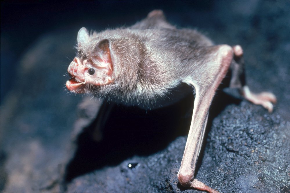 Upíři (Desmodus rotundus) dovedou stejně jako mystaciny obratně běhat po zemi