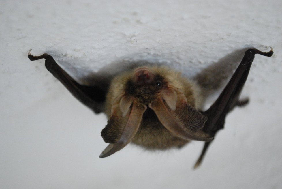 Ostatní druhy netopýrů se živí hlavně hmyzem.