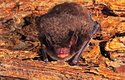 Zimu netopýři vodní stráví spánkem v jeskyních a sklepích
