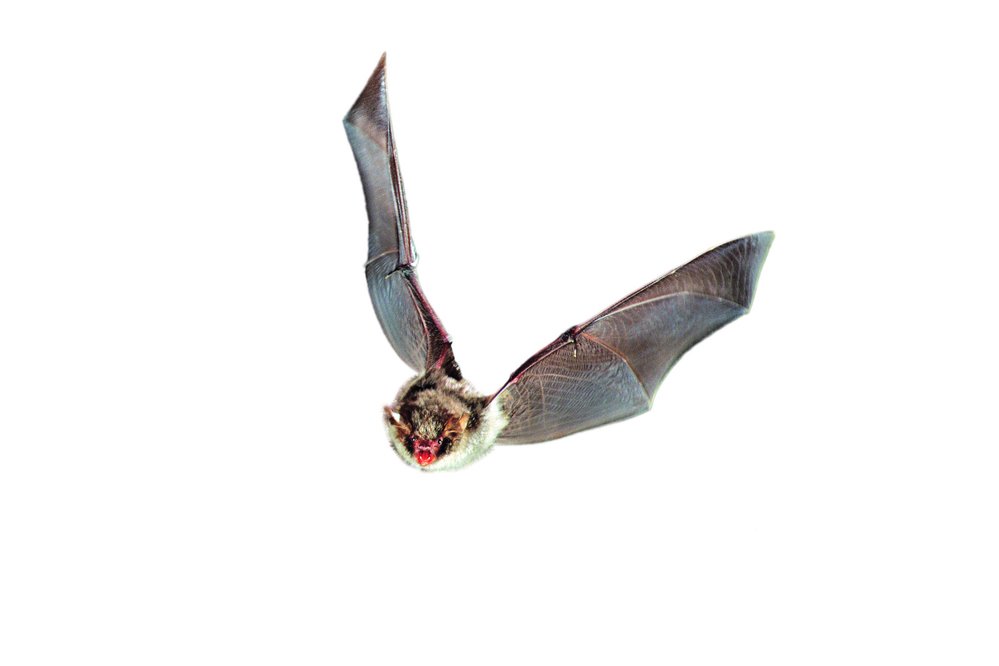 Co chtějí netopýři svým deathmetalovým vrčením říci, zatím nevíme. Některé projevy ale mohou souviset i s agresivitou nebo rozrušenímx