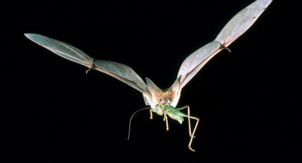 Létající špioni netopýři se sledují a odposlouchávají