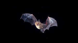 Drákula v akci: Jak netopýři pomáhají netopýrům