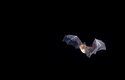 Kriticky ohrožený netopýr vrápenec velký (Rhinolophus ferrumequinum) je jedním z našich nejvzácnějších netopýrů