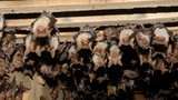 Unikátní kolonie netopýrů na vlastní oči: V Jevišovicích jsou stovky samic s mláďaty