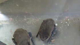 Kolonie netopýrů z pokáceného stromu v Novém Jičíně a v bytě v Havířově zachraňovali pracovníci Záchranné stanice v Bartošovicích.