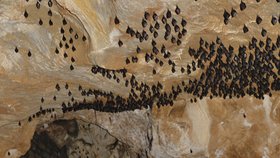 Netopýr vrápenec malý před začátkem zimování v Javořických jeskyních