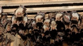Kolonie netopýrů velkých ze Starého zámku v Jevišovicích.