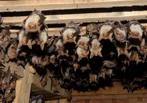 Kolonie netopýrů velkých ze Starého zámku v Jevišovicích.