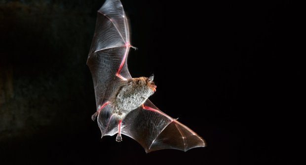 Nové objevy: I netopýřata se musí učit