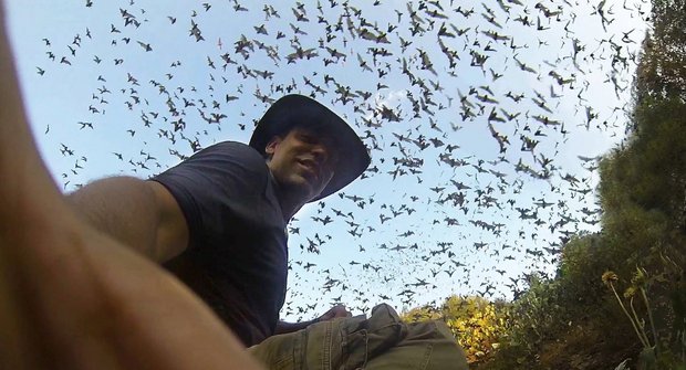 Horor živě: Když milióny netopýrů najednou vyrazí na lov