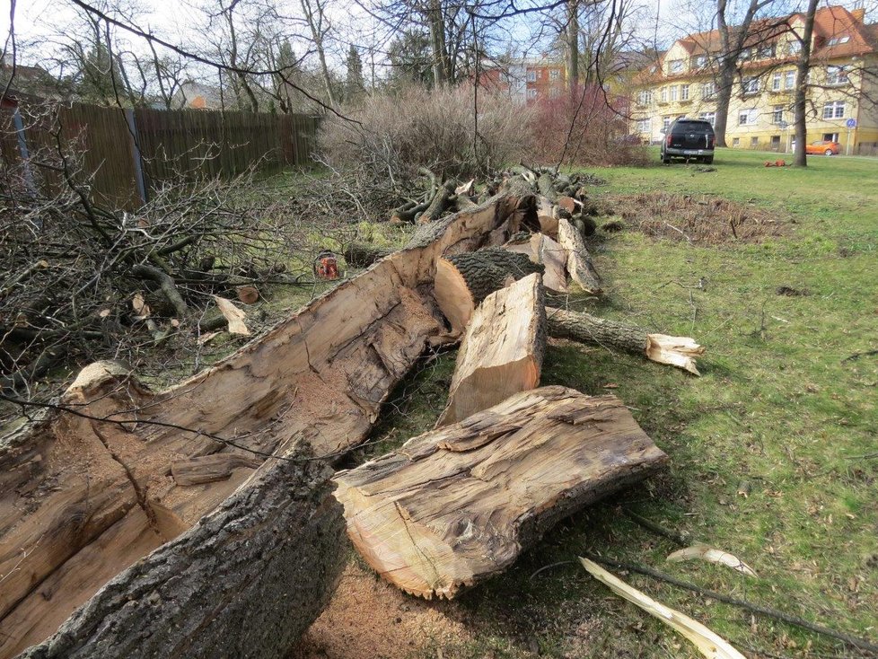 Kolonie netopýrů z pokáceného stromu v Novém Jičíně a v bytě v Havířově zachraňovali pracovníci Záchranné stanice v Bartošovicích.