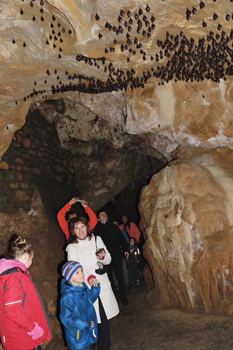 Netopýr vrápenec malý před začátkem zimování v Javořických jeskyních