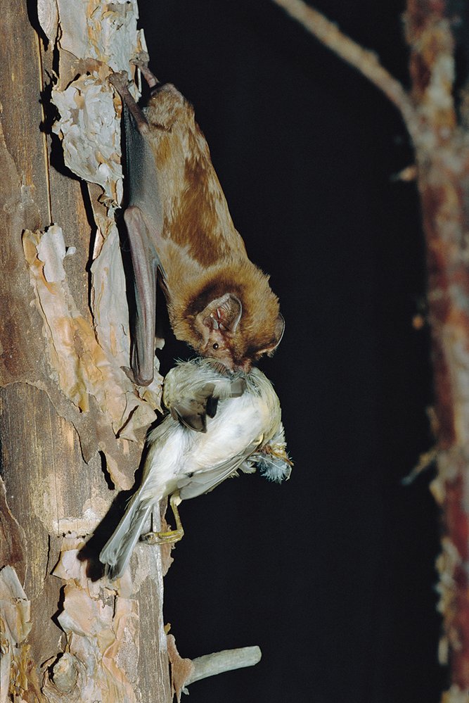 Netopýra obrovského (Nyctalus lasiopterus) u nás ještě nikdo neviděl, ale jeho přítomnost potvrzuje ultrazvukový detektor