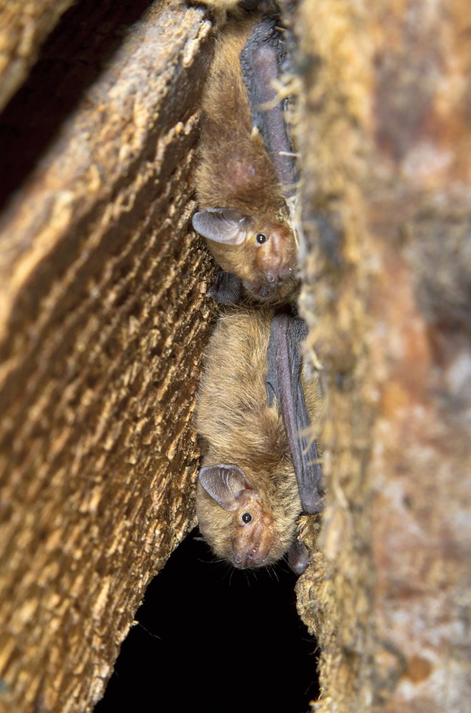 Netopýr nejmenší (Pipistrellus pygmaeus) vytváří početné kolonie v úzkých štěrbinách