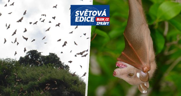 Hrozí nové pandemie od netopýrů? Jejich imunita i křídla z nich dělají nebezpečné přenašeče