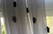 Nezvaní hosté v hotelu v centru Plzně: Pokoj obsadili netopýři 
