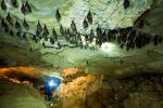 V Jeskyně Na Turoldu u Mikulova zimují stovky netopýrů, hlavně vrápenců malých.