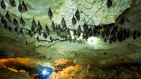 Netopýři si oblíbili Břeclavsko: Stovky jich zimují v jeskyni Na Turoldu i pod zámkem v Lednici