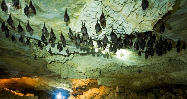 Netopýři si oblíbili Břeclavsko: Stovky jich zimují v jeskyni Na Turoldu i pod zámkem v Lednici