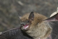 Útok netopýrů! K babičce (73) v Brně nalítalo 53 "okřídlených myší"