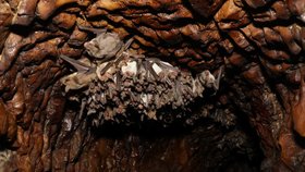Vědci objevili protilátky na smrtící vzteklinu i v českých druzích netopýrů