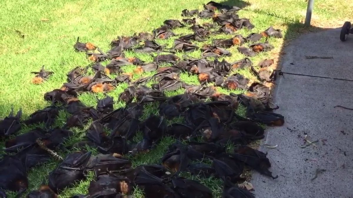 Na jihovýchodě Austrálie zabila horka tisíce netopýrů.