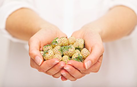 Vypěstujte si letos netradiční ovoce. Bílé jahody, malinoostružiny nebo indiánské borůvky
