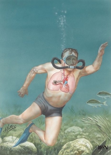 Anatomické ilustrace dr. Franka Nettera