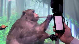 Neuralink Elona Muska slaví. Přiměl makaka telepaticky hrát videohru