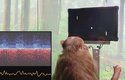 Neuralink letos veřejnost překvapil makakem hrajícím videohru Pong