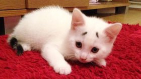 Malé kotě se stalo populární kvůli zbarvení, které připomíná obočí.