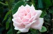 New Dawn - Má velké bílé až světle růžové květy a příjemnou vůni. Nejoblíbenější popínavá odrůda, protože kvete dlouho a dobře roste.