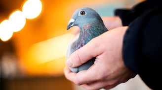 Belgická poštovní holubice zlomila aukční rekord, prodala se za 42 milionů