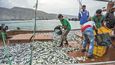 Rybáři z malých vesnic jezdí své úlovky prodávat právě do Chasabu