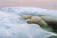 Nejúžasnější fotografie roku 2013: Matka příroda očima National Geographic