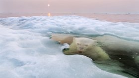 Fotografie vynořujícího se ledního medvěda z Manitoby se ukázala jako vítězná.