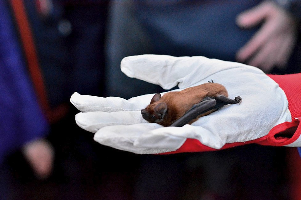 Záchranná stanice Nyctalus v pátek 29. března vypustila ve Stromovce přes padesátku netopýrů.