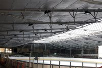 Konec legendární Nikolajky: Zimní stadion už neotevře, radnice chce postavit nový