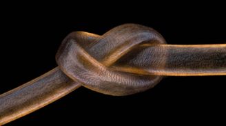 OBRAZEM: Fascinující snímky z mikrosvěta. Lidský vlas, embryo netopýra či chameleona