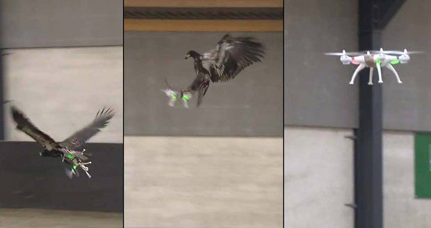 V Nizozemsku cvičí orly, aby chytali drony.