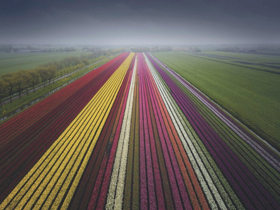 Barevné tulipány zaplavily Nizozemsko.