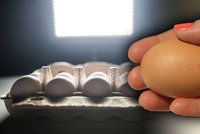 Pozor na vejce z Lidlu. Řetězec je stahuje kvůli salmonele na Brněnsku