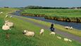 Počet ovcí na hrázích je nejen ve Frísku regulován tak, aby správně spásaly trávu, která pak má hustý systém kořenů, jež zpevňují povrch hrází.
