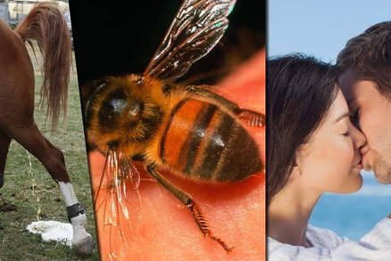 Savci močí 21 vteřin, včelí bodnutí bolí nejvíc do penisu: Cena ze nejzbytečnější výzkum má své držitele