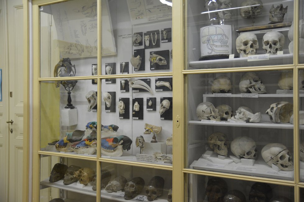 Anatomické muzeum lákalo celou Prahu. Avšak na prohlídku se dostala jen hrstka zájemců.