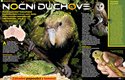 Noční papoušek? Samozřejmě novozélandský kakapo soví. Jenže svého nočního papouška má také Austrálie – jen se o něm moc neví. Víc prozradí časopis ABC č. 16/2020