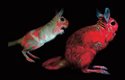 Fotografie samičky a samečka noháčů jihoafrických ve viditelném a ultrafialovém světle