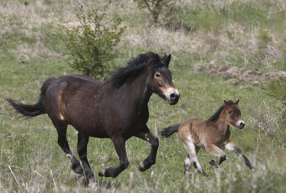 Divocí koně v Milovicích mají celkem tři nové přírůstky.