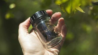 Nokian Betula Nokian Betula